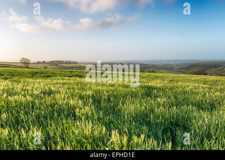 Felder des Reifens Gerste wächst in der Englsih Landschaft in der Nähe von Abgeordneter in Cornwall Stockfoto