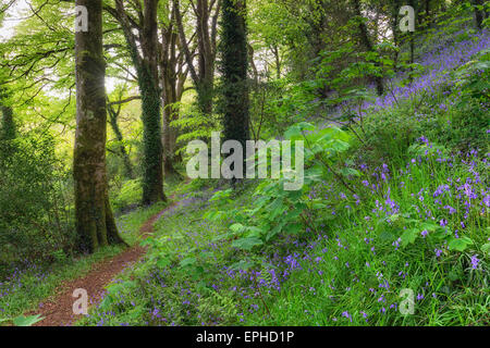 Ein gewundener Pfad führt durch magische Bluebell Wald in der Nähe von Truro in Cornwall Stockfoto