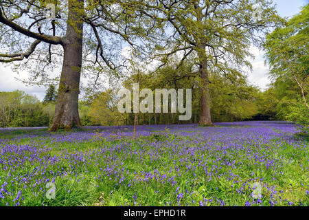 Eine Glockenblume Wiese in Cornwall Stockfoto