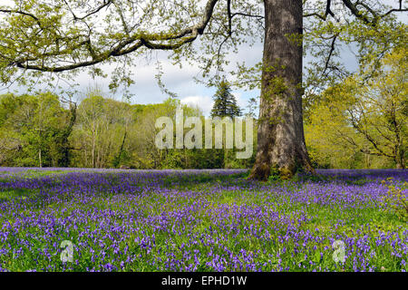 Eine Lichtung Frühling Glockenblumen unter einer alten Eiche in Cornwall Stockfoto