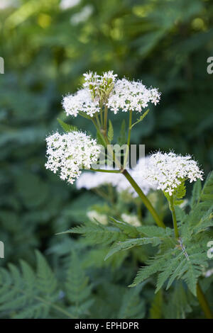 Myrrhis Odorata Blüten im Frühjahr. Sweet Cicely Pflanze. Stockfoto