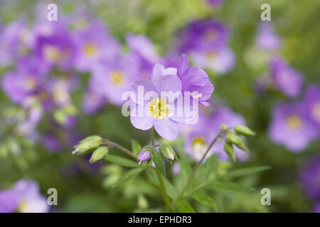 Polemonium Blumen im Frühjahr. Stockfoto