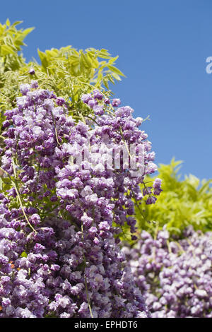 Wisteria Floribunda "Yae-Kokuryu" Stockfoto