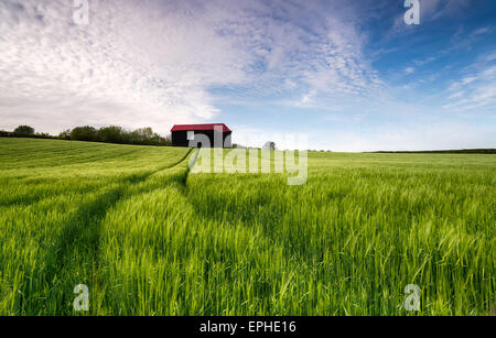 Eine alte Scheune in einem Feld von üppigen grünen Gerste Stockfoto