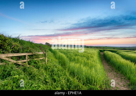 Üppigen grünen Feldern Gerste wächst in der englischen Landschaft Stockfoto