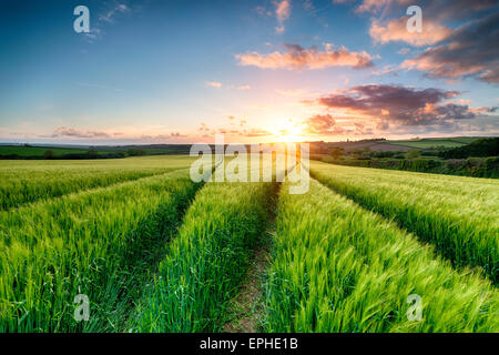 Dramatischen Sonnenuntergang über Felder, üppige grüne Gerste auf dem Lande in der Nähe von Wadebridge in Cornwall Stockfoto