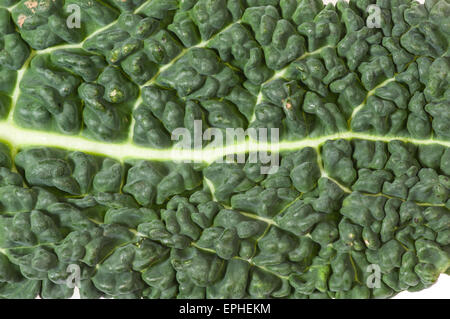 Nahaufnahme des grünen frischen Grünkohl lleaves Stockfoto