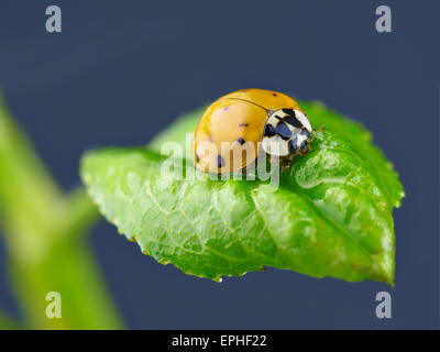 Marienkäfer auf nassen grünen Blatt. Stockfoto