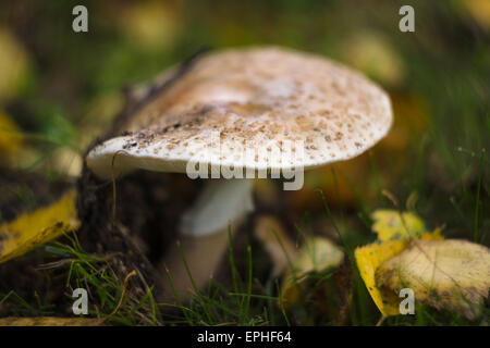 Herbst im Wald. Pilz Amanita Pantherina. Stockfoto