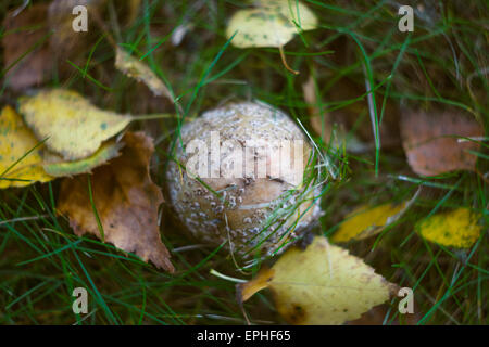 Herbst im Wald. Pilz Amanita Pantherina. Stockfoto