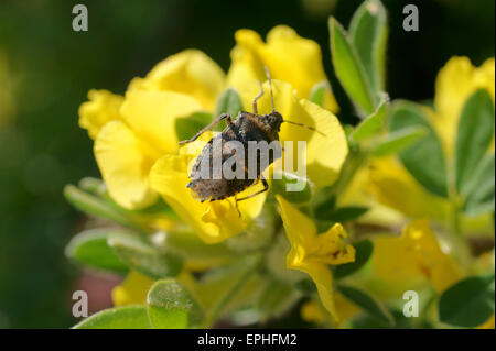 Stink Bug Rhaphigaster nebulosa Stockfoto