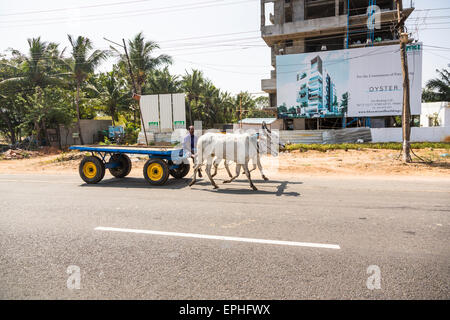 Ochsenkarren (zwei Ochsen und Fahrer) auf einer Straße am Stadtrand von Chennai, Tamil Nadu, Südindien Stockfoto