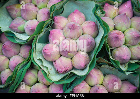 Sträuße frischer Lotus Buds Perlen mit Wasser auf dem Blumenmarkt in Bangkok, Thailand Stockfoto