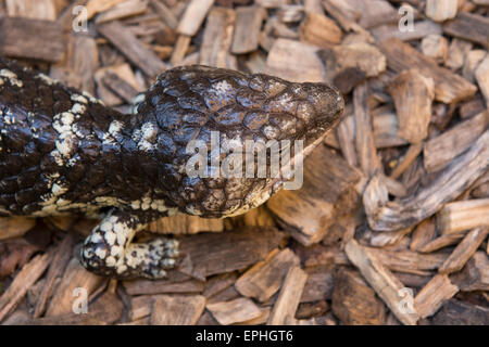 Australien, NT, Alice Springs. Alice Springs Reptile Center. Shigleback Skink (Captive: Tiliqua Rugosa) aka Sleepy Eidechse. Stockfoto