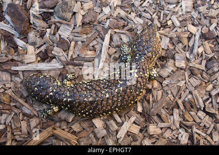 Australien, NT, Alice Springs. Alice Springs Reptile Center. Shigleback Skink (Captive: Tiliqua Rugosa) aka Sleepy Eidechse. Stockfoto