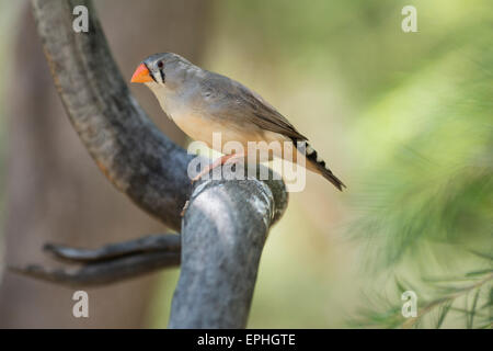 Australien, NT, Alice Springs. Alice Springs Desert Park. Doppel-verjährt Finch (Captive: Taeniopygia Bichenovii) Stockfoto