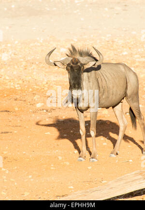 Afrika, Namibia. Anderson Camp nahe Etosha National Park. Einzelnen Gnus posiert für die Kamera. Stockfoto