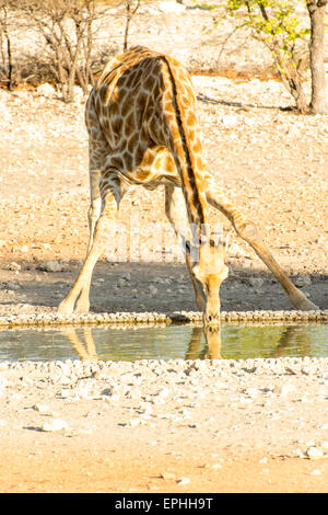 Afrika, Namibia. Anderson Camp nahe Etosha National Park. Giraffe von Wasserloch zu trinken biegen. Stockfoto