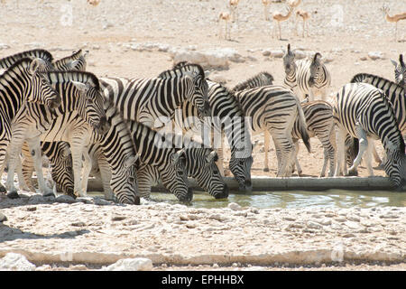 Afrika, Namibia. Etosha National Park. Gruppe von Zebras aus Wasserloch zu trinken. Stockfoto