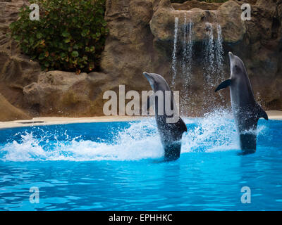 Delfine Im Loro Parque in Puerto De La Cruz Stockfoto