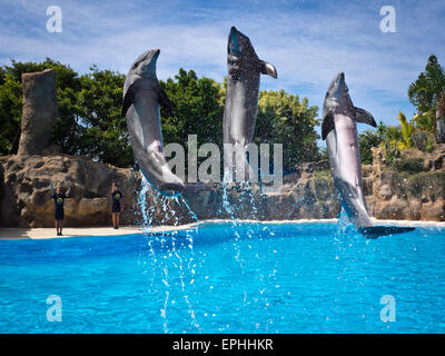 Delfine Im Loro Parque in Puerto De La Cruz Stockfoto