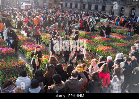 Amsterdam nationalen Tulip Tag 10.000 Besucher wählen 200,000 kostenlos feiert den offiziellen Saisonstart Tulpe Tulpen Stockfoto