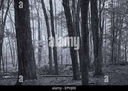 Gemischte Laubwald an der Delaware Water Gap National Recreation Area, Layton, New Jersey, USA Stockfoto