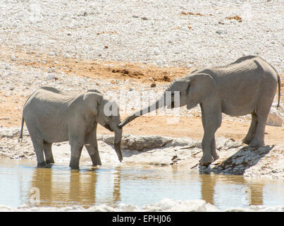 Afrika, Namibia. Etosha National Park. Zwei Elefanten am Wasserloch zu spielen. Stockfoto