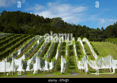 Christi Himmelfahrt Weingut, Matakana, North Auckland, Nordinsel, Neuseeland Stockfoto