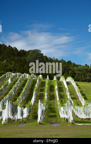 Christi Himmelfahrt Weingut, Matakana, North Auckland, Nordinsel, Neuseeland Stockfoto