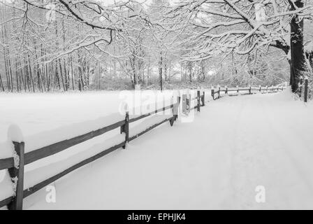 Seltene schwere Schneefälle in Greater Vancouver, Dezember 2008 Stockfoto