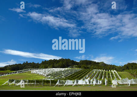 Christi Himmelfahrt Weingut, Matakana, North Auckland, Nordinsel, Neuseeland Stockfoto