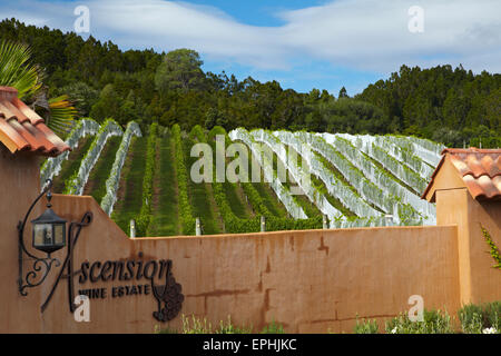 Christi Himmelfahrt Weingut, Matakana, North Auckland, Nordinsel, Neuseeland Stockfoto