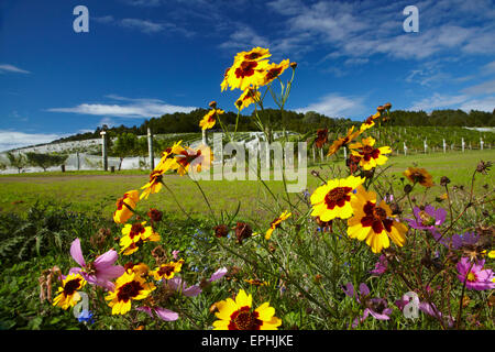 Wildblumen und Himmelfahrt Wine Estate, Matakana, North Auckland, Nordinsel, Neuseeland Stockfoto