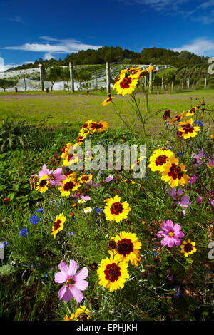 Wildblumen und Himmelfahrt Wine Estate, Matakana, North Auckland, Nordinsel, Neuseeland Stockfoto