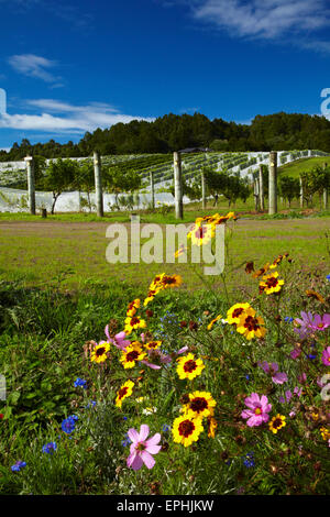 Wildblumen und Himmelfahrt Wine Estate, Matakana, North Auckland, Nordinsel, Neuseeland Stockfoto