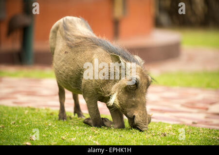 Afrika, Namibia. AfriCat Foundation. Warzenschwein grasen auf der Wiese. Stockfoto