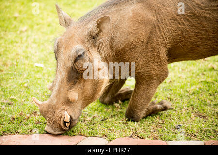 Afrika, Namibia. AfriCat Foundation. Nahaufnahme der Beweidung Warzenschwein. Stockfoto