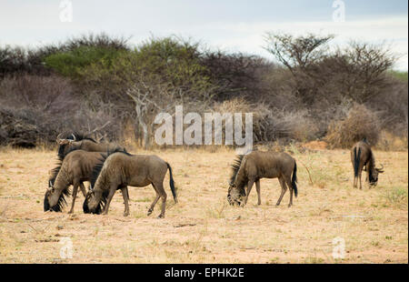 Afrika, Namibia. AfriCat Foundation. Gruppe von Gnus Beweidung Ebene. Stockfoto