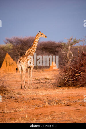 Afrika, Namibia. AfriCat Foundation. Einzelne Giraffe stehend. Stockfoto