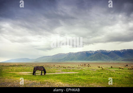 Pferd in den Bergen am dramatischen bedecktem Himmel nahe Alakol-See in Kasachstan, Zentralasien Stockfoto