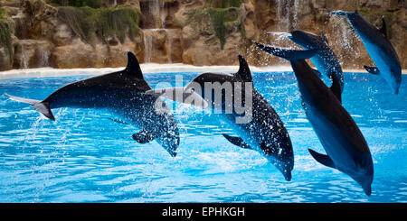 Delfine Im Loro Parque in Puerto De La Cruz Stockfoto