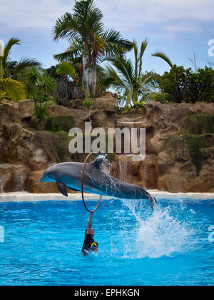 Delfine Im Loro Parque in Puerto De La Cruz Stockfoto