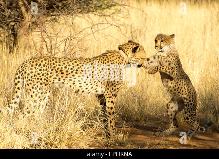 Afrika, Namibia. AfriCat Foundation. Junge Geparden mit Mutter Geparden zu spielen. Stockfoto