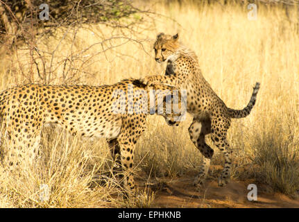 Afrika, Namibia. AfriCat Foundation. Junge Geparden mit Mutter Geparden zu spielen. Stockfoto