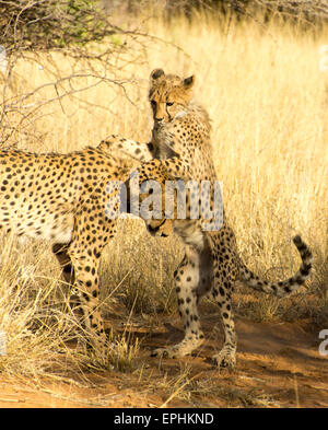 Afrika, Namibia. AfriCat Foundation. Junge Geparden mit Mutter Geparden zu spielen. Stockfoto