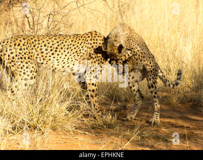 Afrika, Namibia. AfriCat Foundation. Junge Geparden mit Mutter Geparden zu spielen. Stockfoto