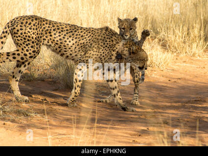 Afrika, Namibia. AfriCat Foundation. Junge Geparden mit Mutter Geparden zu spielen. Stockfoto