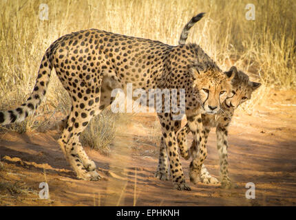 Afrika, Namibia. AfriCat Foundation. Junge Geparden mit Mutter Geparden zu spielen. Stockfoto