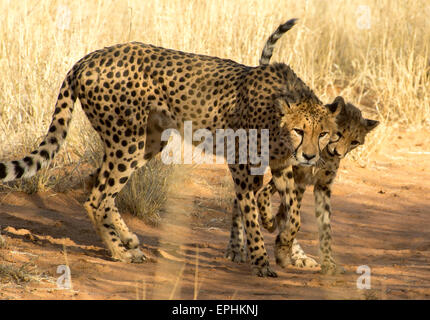 Afrika, Namibia. AfriCat Foundation. Junge Geparden mit Mutter Geparden zu spielen. Stockfoto